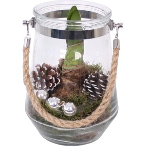 Composizione invernale con Amaryllis rossa in vaso di vetro (diametro vaso 16 cm) con pigne e palline.