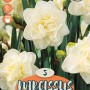 Narciso 'Obdam' con fiori doppi bianchi. Bulbi da fiore per la primavera.