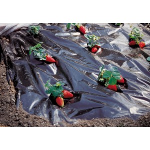 Film pacciamante nero con piante di fragole. Rete protettiva per giardino e aiuola.