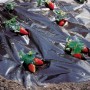 Film pacciamante nero con piante di fragole. Rete protettiva per giardino e aiuola.