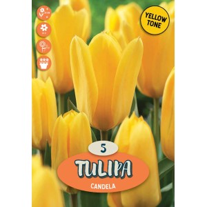 Tulipani gialli "Candela" come bulbi da fiore per il giardino.