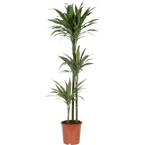 Dracaena Deremensis a 3 fusti in vaso, pianta da interno con foglie a strisce verdi e bianche.