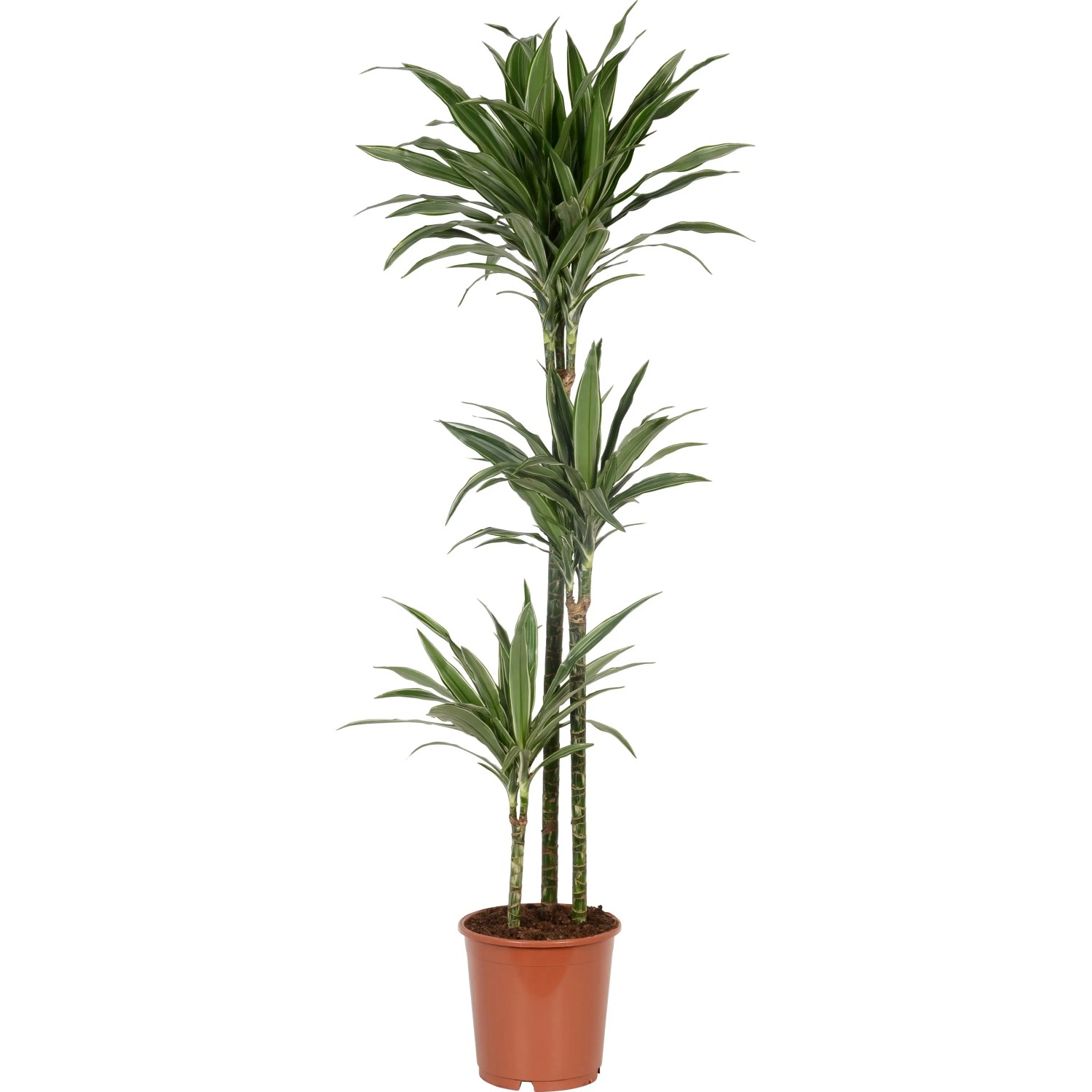 Dracena da OBI: tutto per il fai da te, la casa, il giardino e ledilizia