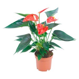 Anturio arancione in vaso, ca. 12 cm. Pianta d'appartamento con fiori arancioni.