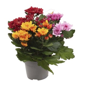 Crisantemi colorati in vaso con fiori rossi, gialli e rosa.