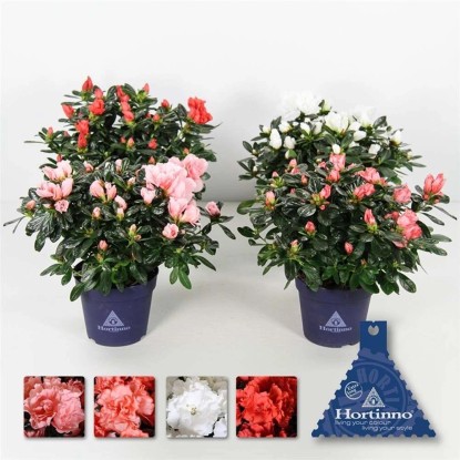 Azalea Christine vaso 14 cm