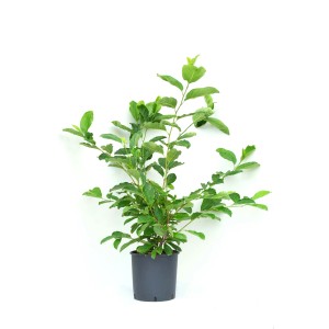 Giovane magnolia verde in vaso.