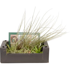 Mix di Tillandsie in scatola: Piante aeree assortite e di facile manutenzione per una casa moderna.