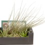 Mix di Tillandsie in scatola: Piante aeree assortite e di facile manutenzione per una casa moderna.