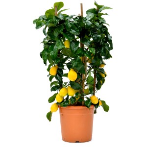 Albero di limone in vaso con frutti gialli e foglie verdi.