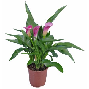 Calla da interno con fiore viola in vaso marrone, diametro vaso circa 12 cm.