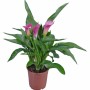 Calla da interno con fiore viola in vaso marrone, diametro vaso circa 12 cm.