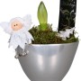 Composizione di Amaryllis in vaso di ceramica argentato con angelo e decorazioni, vaso-Ø ca. 14 cm.
