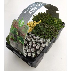 t.b.t. Mix di piante primaverili per patio e balcone in vaso.