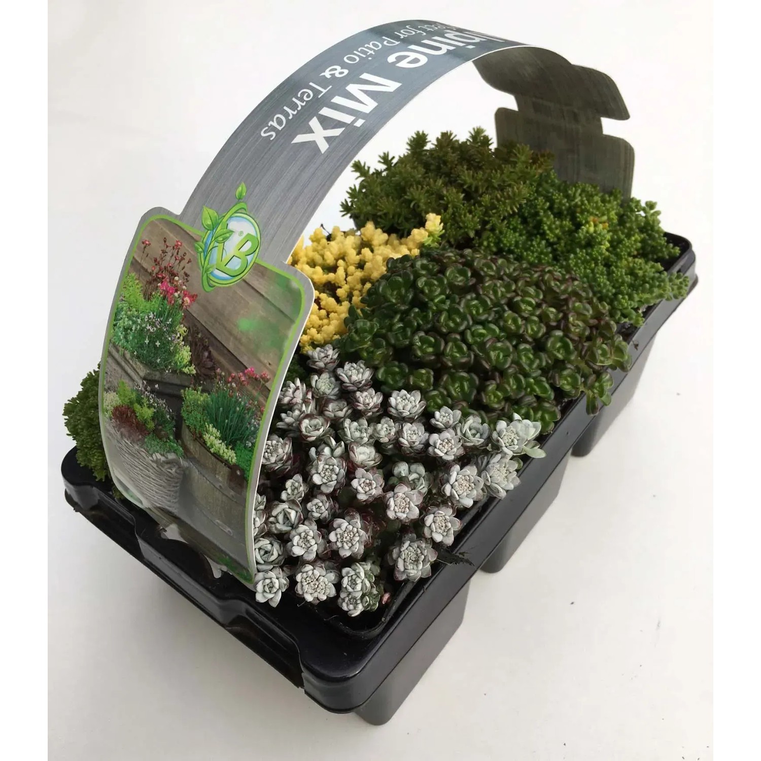 t.b.t. Mix di piante primaverili per patio e balcone in vaso.