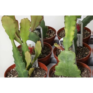 Pianta di cactus verde in vaso marrone. Pianta d'appartamento, succulenta.