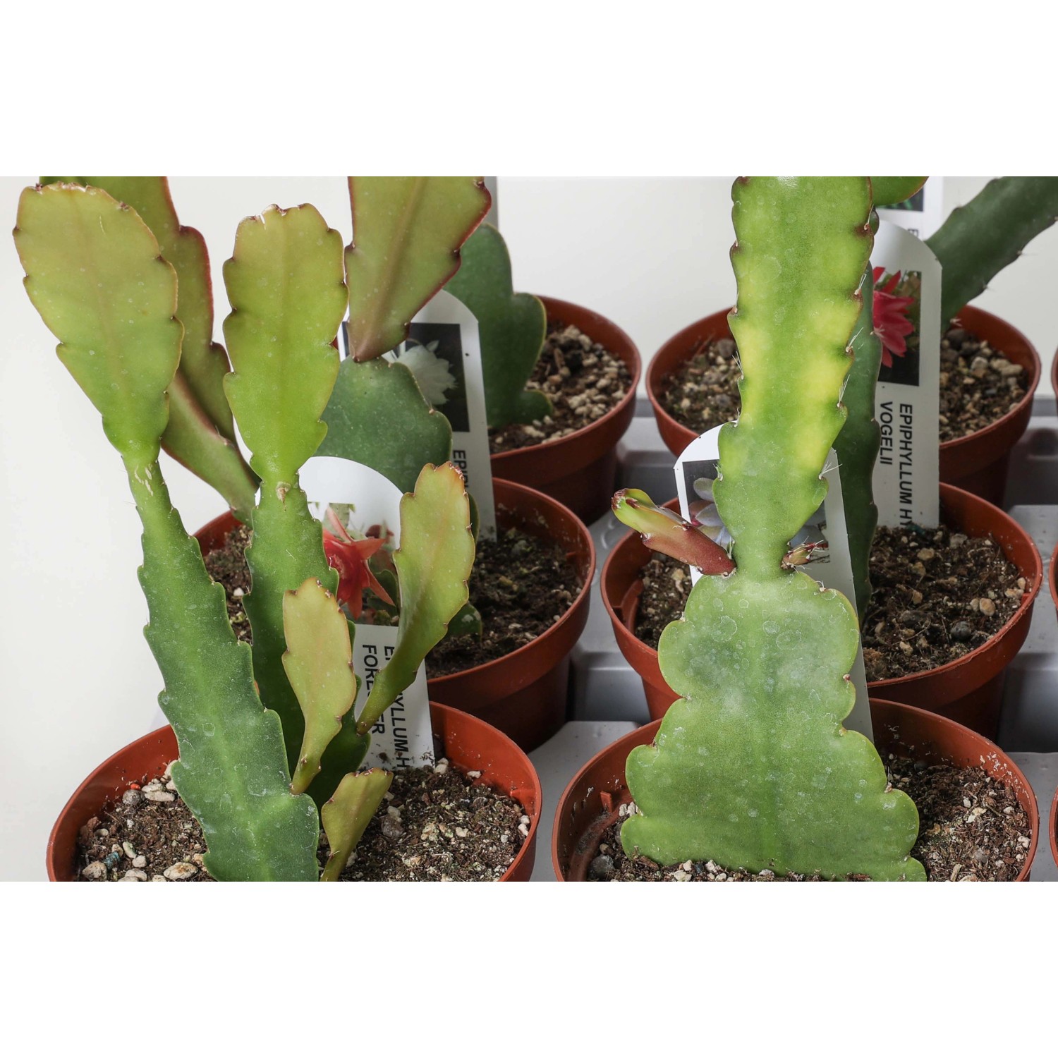 Pianta di cactus verde in vaso marrone. Pianta d'appartamento, succulenta.