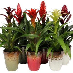 Bromelie Tillandsia di vari colori in vaso. Piante da interno decorative con foglie verdi e fiori rossi e gialli.