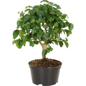 Bonsai da interno in vaso (circa 10 cm Ø) con foglie verdi, varietà assortite.