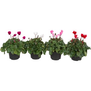 Ciclamini Midi di vari colori in vaso (Viola, Rosso, Bianco, Rosa).
