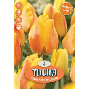 Bulbo di tulipano arancione 'Beauty of Apeldoorn' per il giardino.