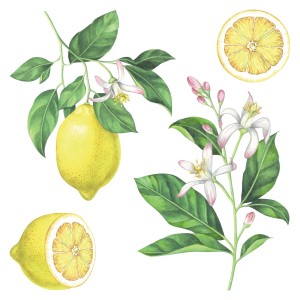 Adesivo da parete limone con limoni, foglie e fiori come decorazione.