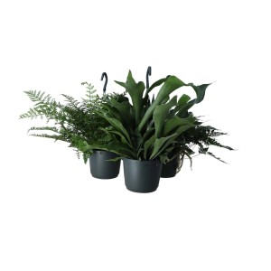 Diverse piante verdi da interno in vaso, tra cui felci, per un ambiente naturale.