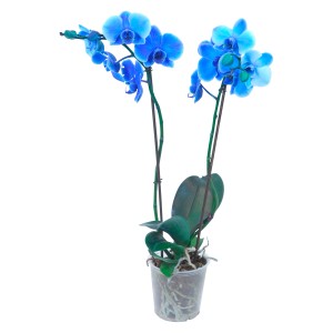 Orchidea farfalla blu (Phalaenopsis) con due steli in vaso trasparente.
