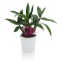 Orchidea fiorita in vaso bianco, pianta da interno.