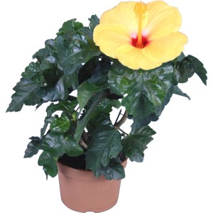 Ibisco rosa giallo (Hibiscus rosa-sinensis) in vaso, pianta esotica da fiore.