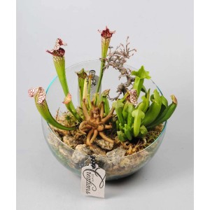 Composizione di piante carnivore in ciotola di vetro, varie piante carnivore.