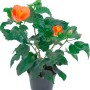 Ibisco rosa Hawaii Mix in vaso, pianta esotica da interno con fiori arancioni.
