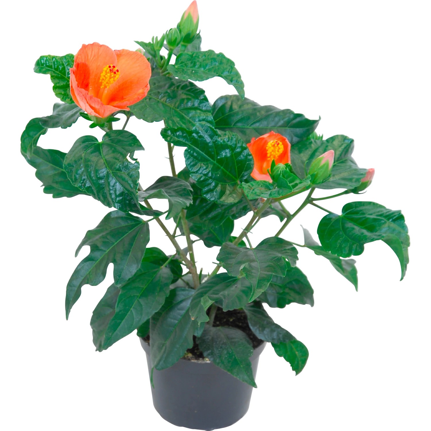 Ibisco rosa Hawaii Mix in vaso, pianta esotica da interno con fiori arancioni.