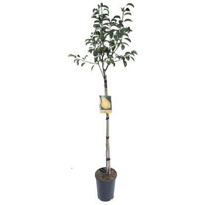 Albero da frutto Pero vaso 6 l