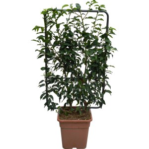 Lauro portoghese Angustifolia, circa 90 cm di altezza in vaso con supporto rampicante.