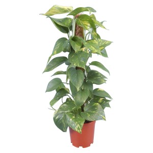 Pothos 'Aureum' su bastone di muschio in vaso, pianta rampicante da interno con foglie verdi e gialle.