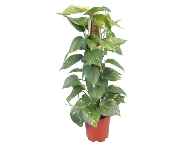 Pothos Aureum su sostegno muschiato vaso Ø 15 cm - Piante