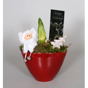 Composizione di Amaryllis in vaso di ceramica rosso con angelo e decorazioni, vaso-Ø ca. 14 cm.