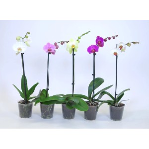 Cinque orchidee colorate in vaso: fiori bianchi, rosa, gialli e viola.