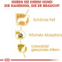 Grafica sull'alimento per cani Royal Canin Yorkshire Terrier Adult: pelo bello, alta accettabilità, supporta l'invecchiamento sano.