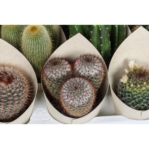 Vari tipi di cactus in involucri di carta, tra cui Mammillaria.