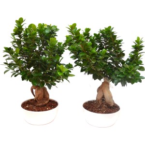 Due alberi Bonsai t.b.t. con foglie verdi in vasi bianchi.