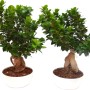 Due alberi Bonsai t.b.t. con foglie verdi in vasi bianchi.