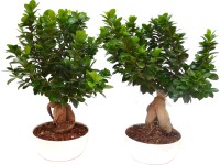 Bonsai vaso di ceramica Ø 19 cm