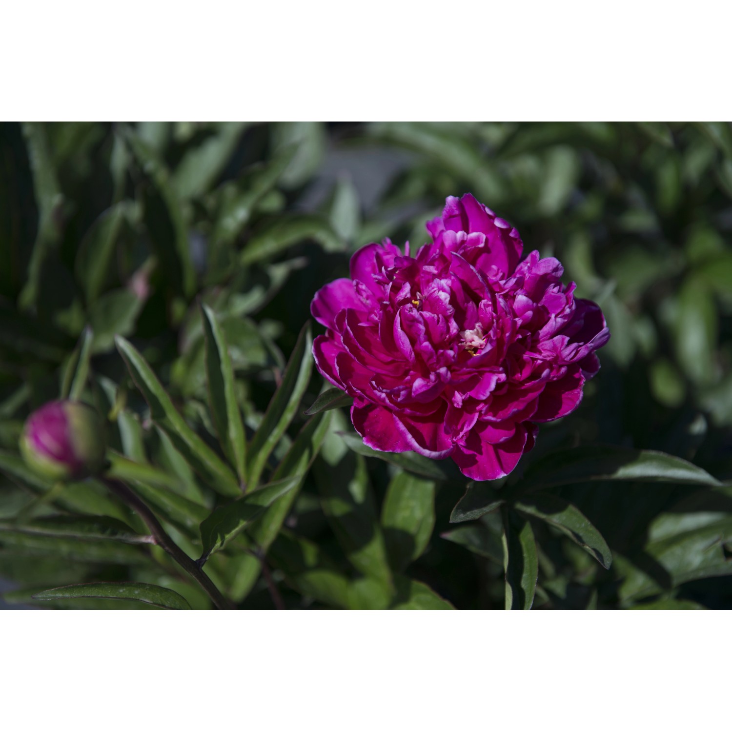 Paeonia lactiflora (P. sinensis) acquista da OBI