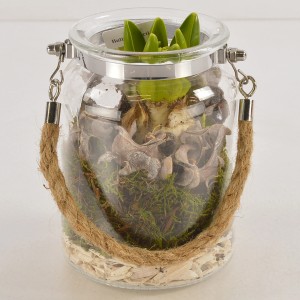 t.b.t. composizione di piante in vetro con manico in juta per interni.