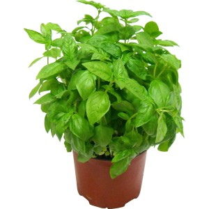 Basilico fresco in vaso, una pianta aromatica per cucina e giardino.