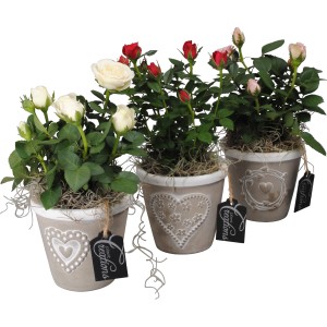 Tre rose antiche in vaso (bianche, rosse, rosa) con decoro a cuore.