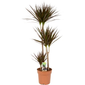 Dracaena Magenta, altezza 110-120 cm in vaso. Pianta d'appartamento decorativa con foglie scure e bordo rossastro.