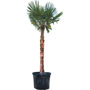 Palma in vaso, foglie verdi, tronco marrone. Pianta decorativa per giardino o terrazzo.